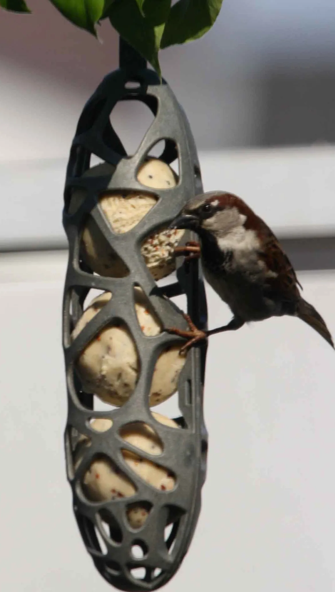 Futterkorb Sam als Futterspender für Vogelfutter
